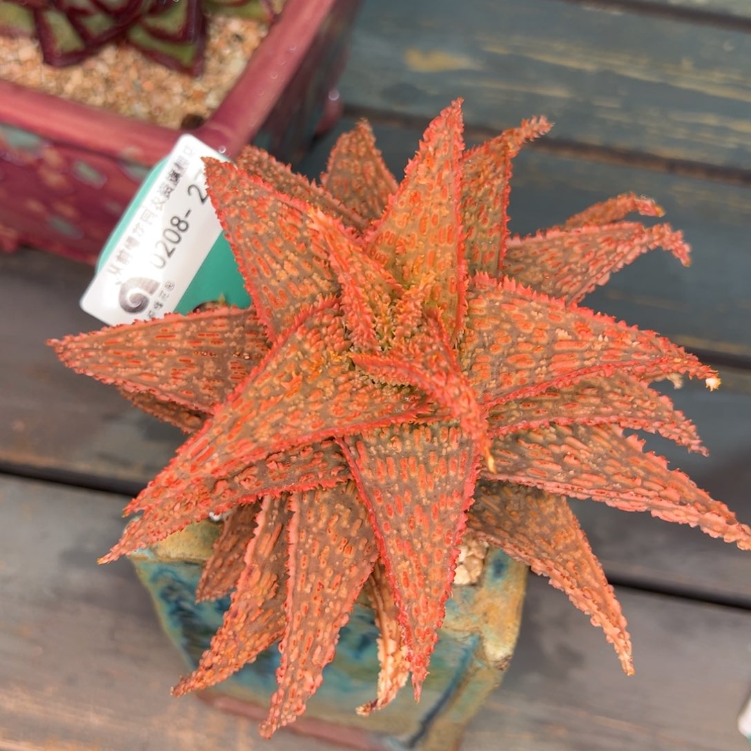 从前慢多肉精选编号0208.273