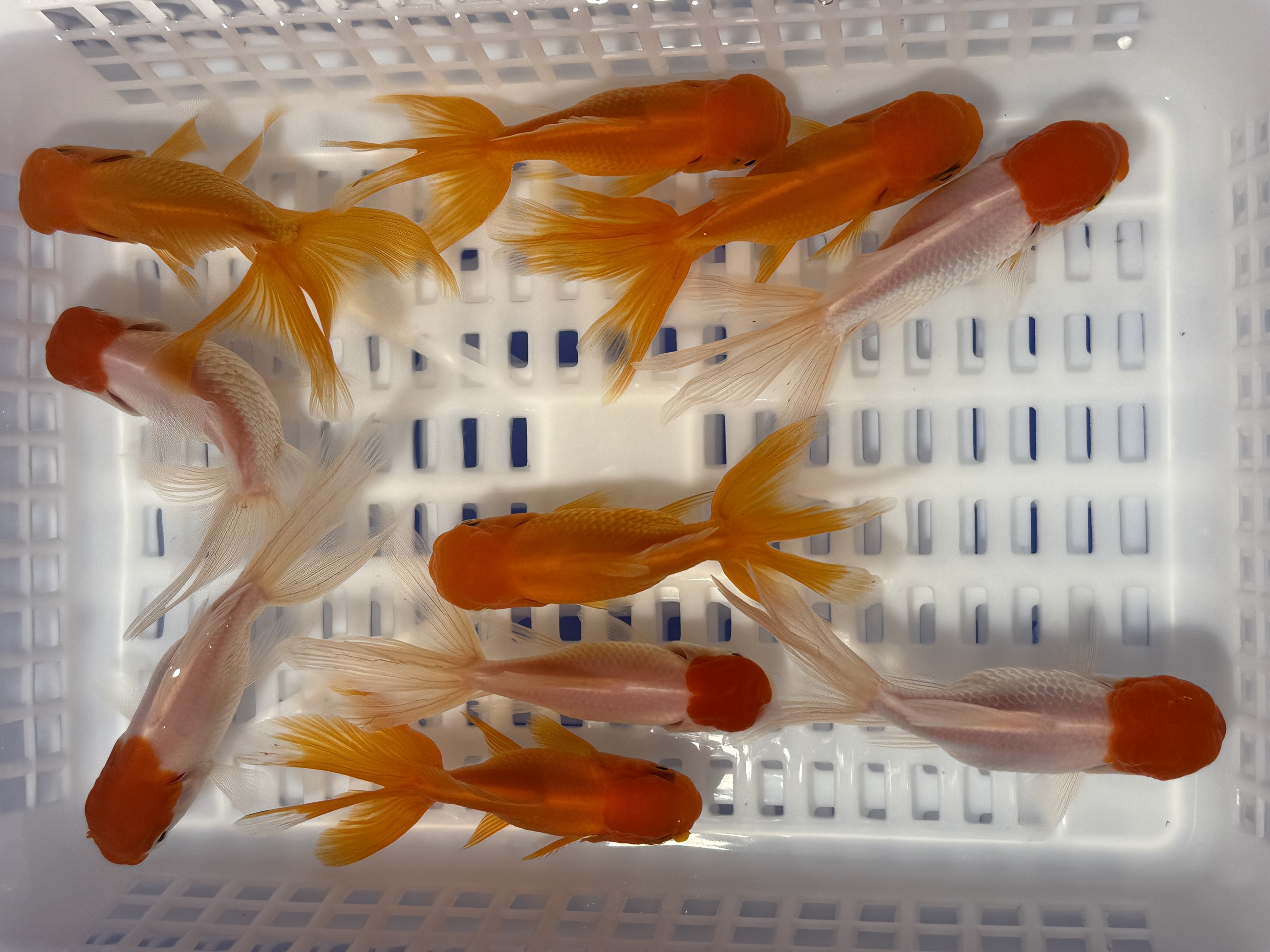 【6-8cm十条装红头红狮】冷水淡水小金鱼观赏鱼