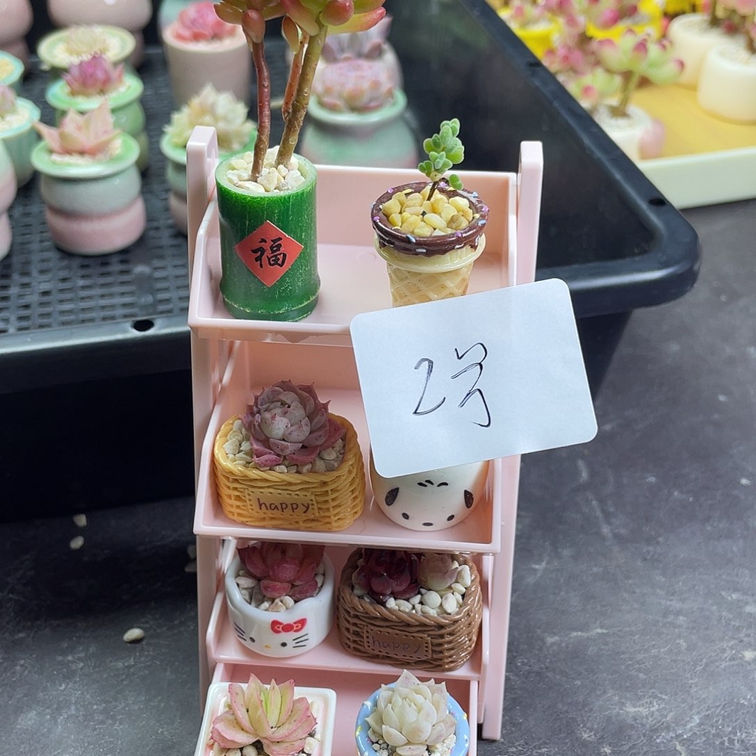 多肉植物架子一整套2好