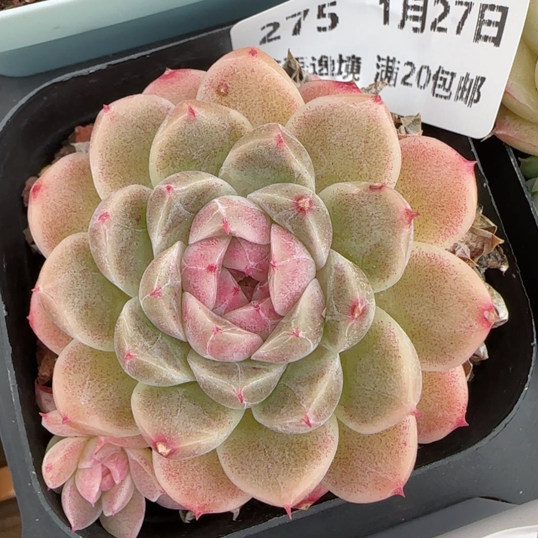 花语逸镜0127-275