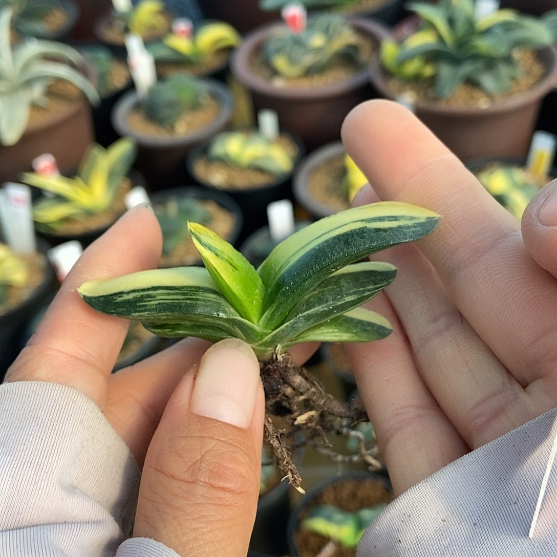 139卧牛实生锦带盆发货