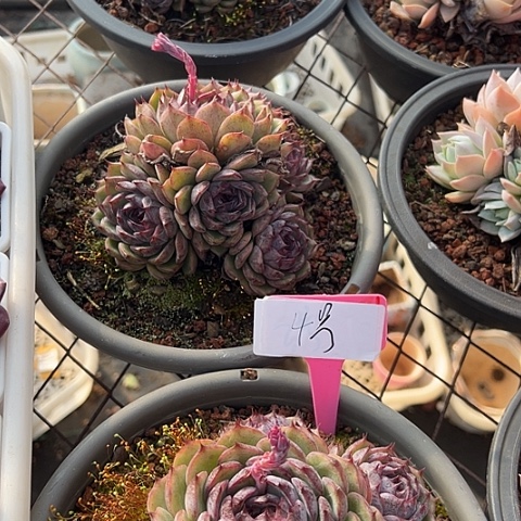 4姚里一个脱土多肉