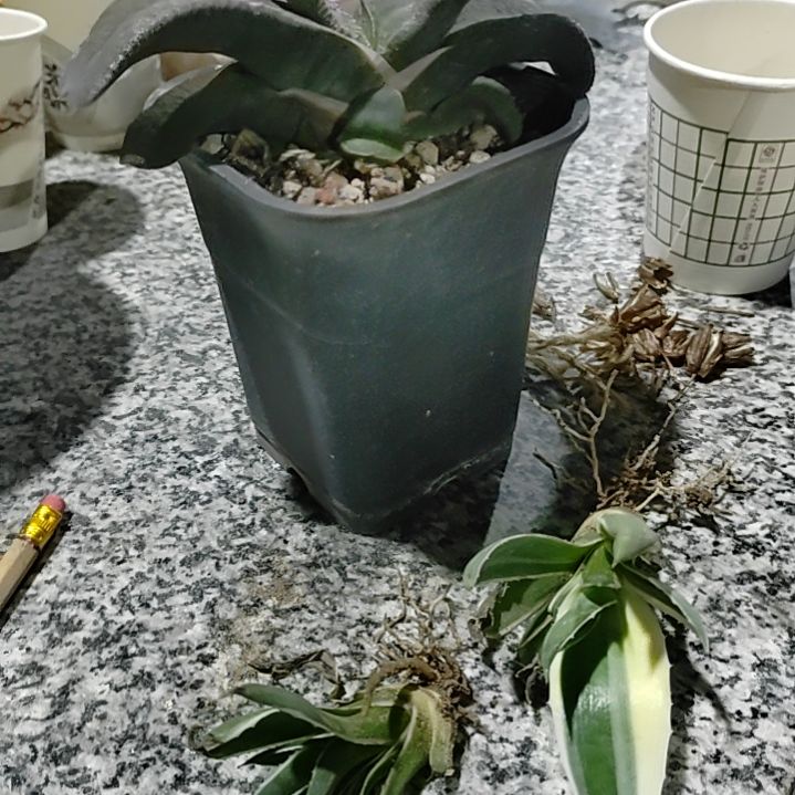 θ银边二颗，卧牛一颗