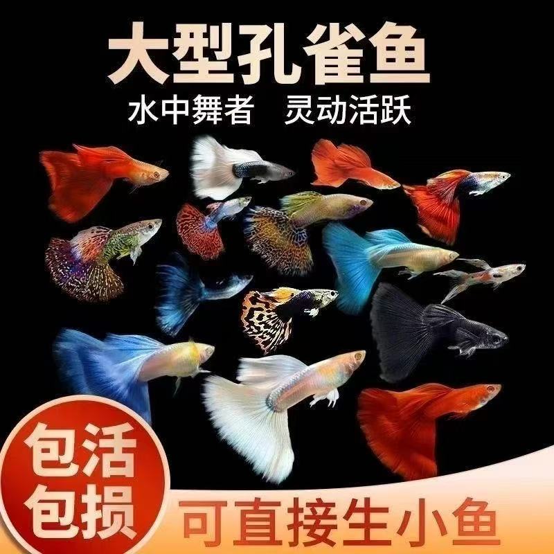 自选系列2单包邮，加入购物车一起结算不要运费，不补发入缸不包损