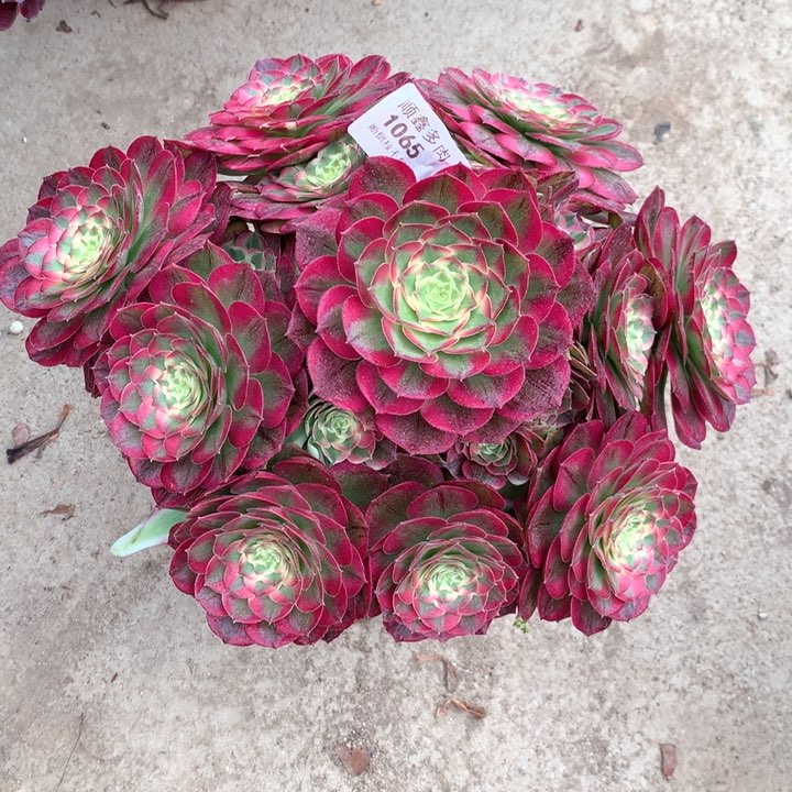 1065粉海王多肉植物