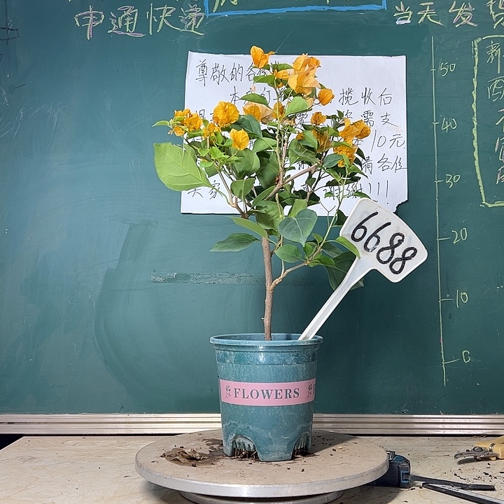 当前无花栽培后可以开花加州黄金  6688