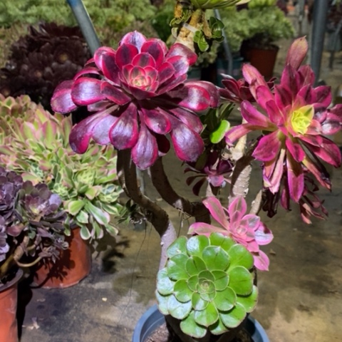 嫁接多肉植物016