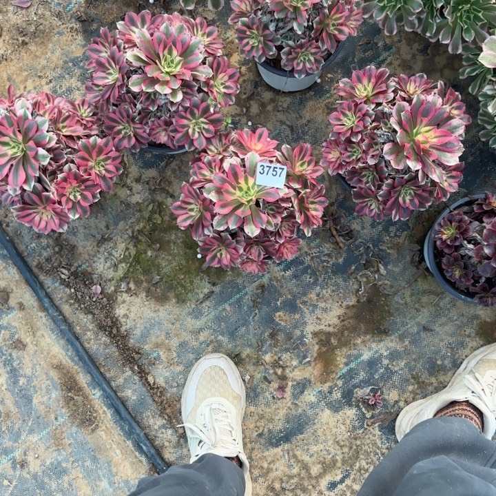 3757 清棚处理不包断枝