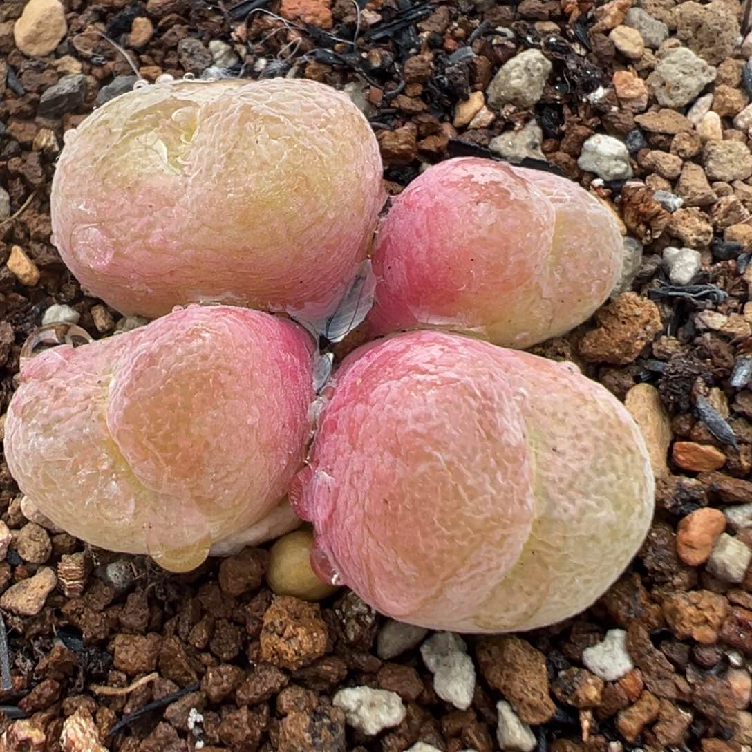 90多肉植物百科知识