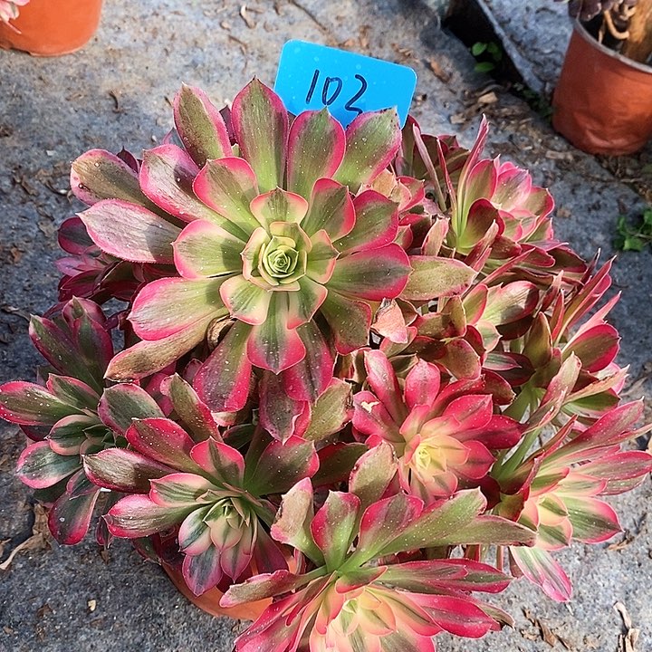 103 一颗男神法师多肉