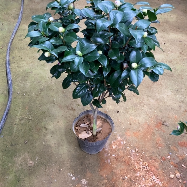 白十八。 一物一拍