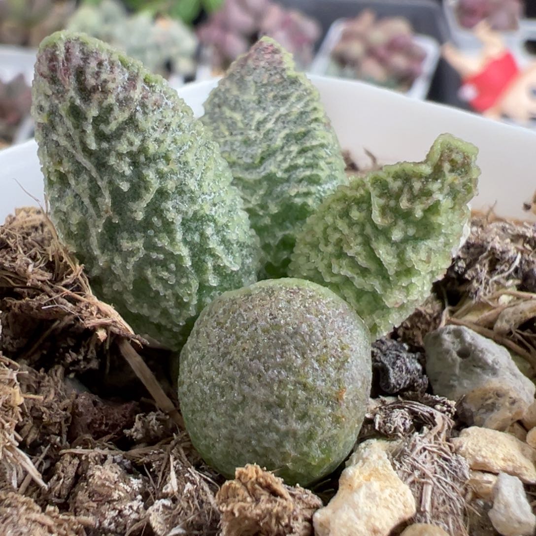 福利款实生新品多肉植物水泡实生新品