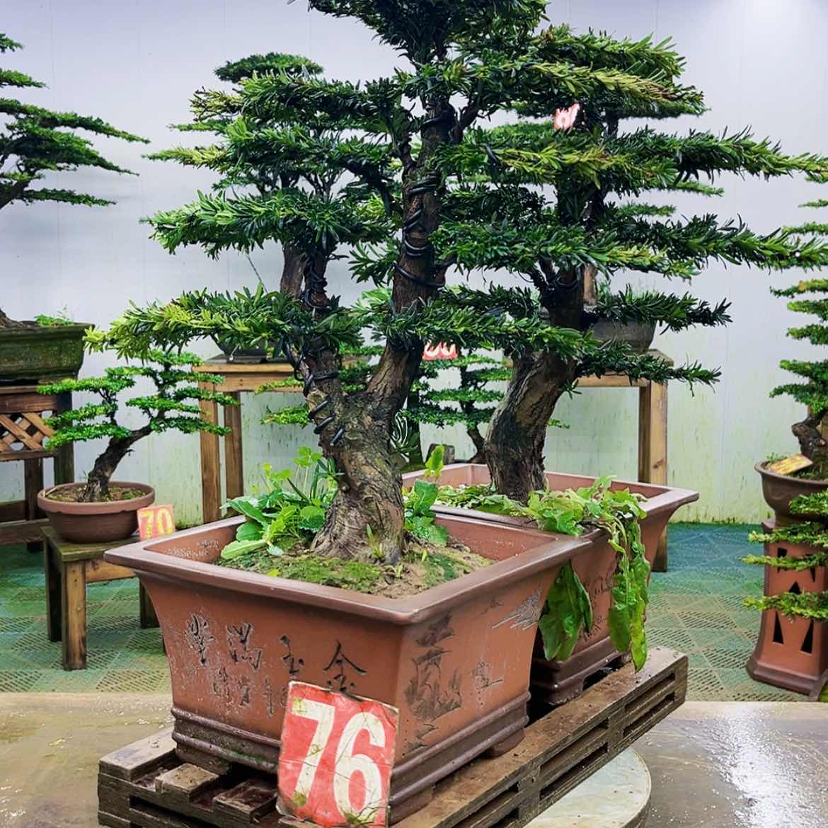 【闪购商品】无花朵