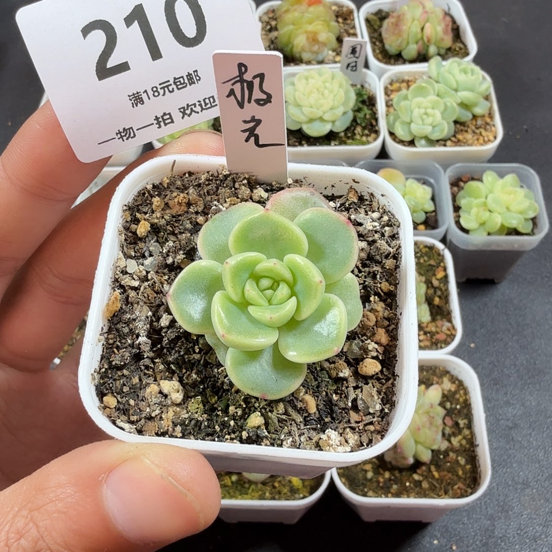 甜心极光一物一拍210