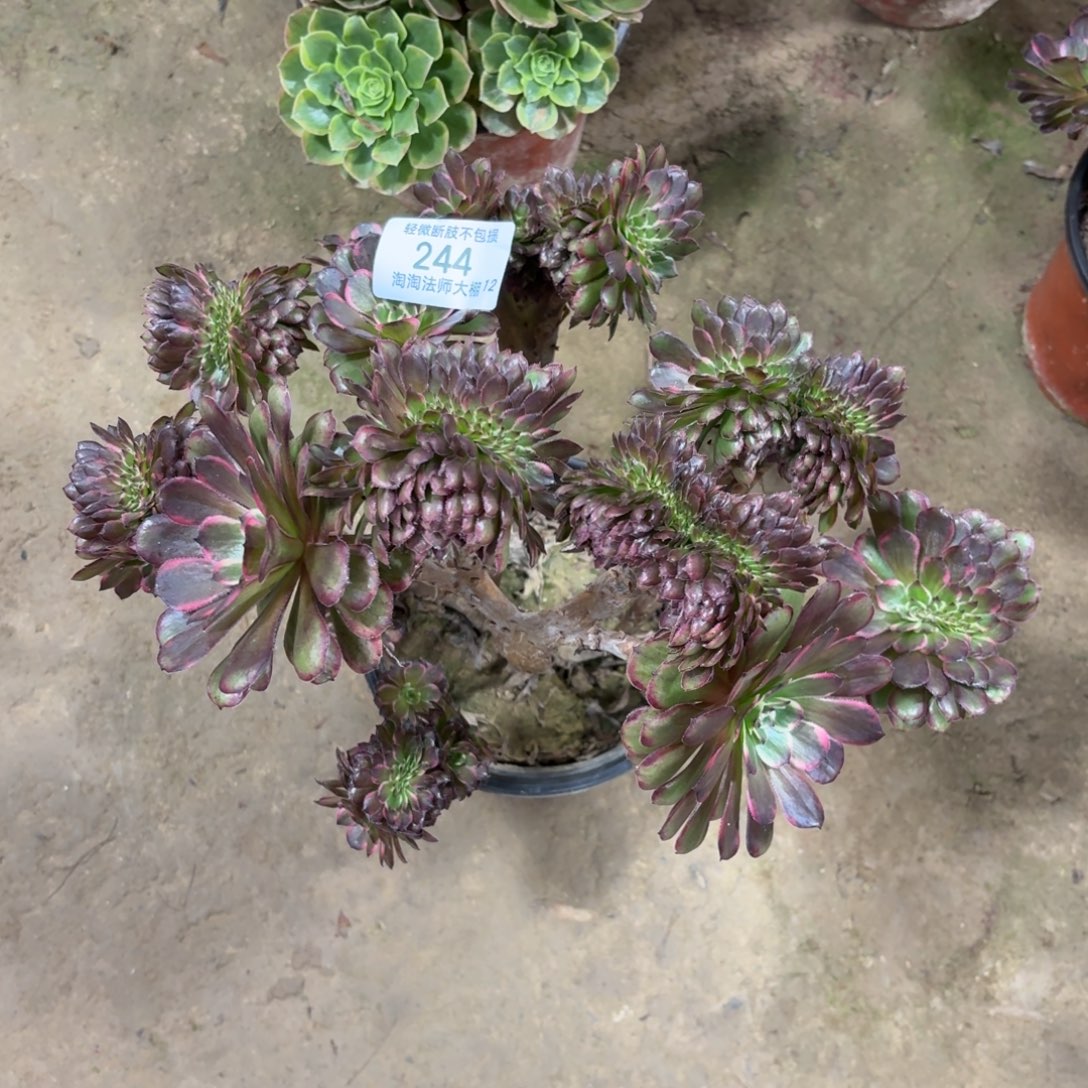 244黑金刚缀化多肉植物