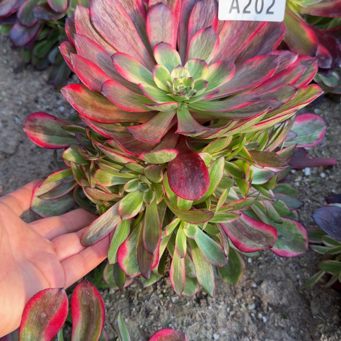 202烟花。多肉植物