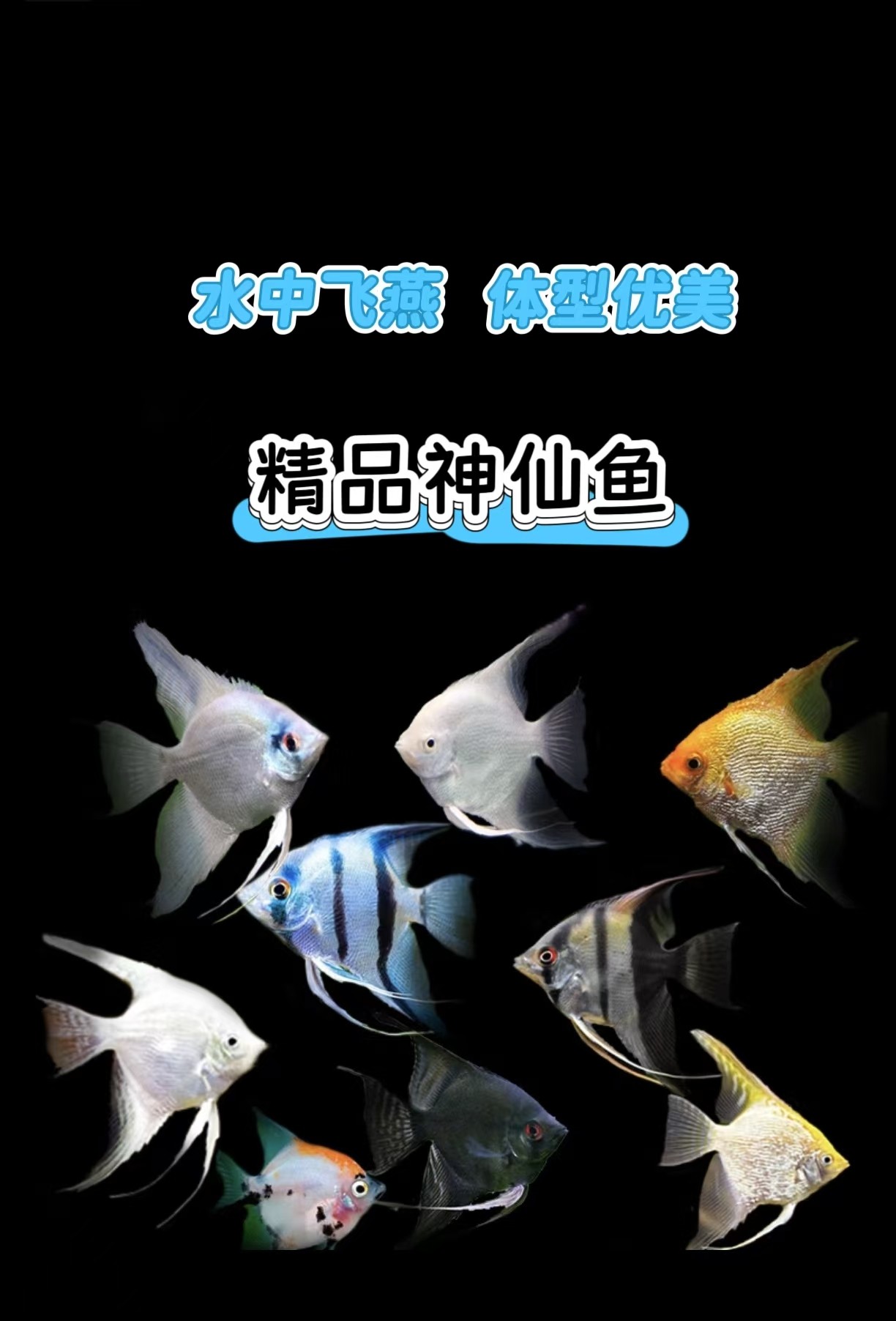 燕子鱼神仙鱼秘鲁熊猫金顶全品鱼好养耐活