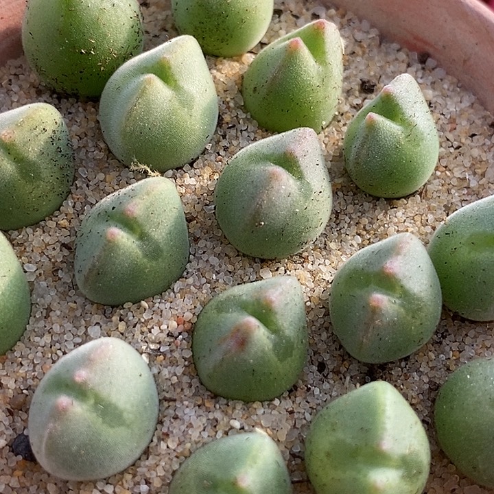 28536空蝉样本一颗