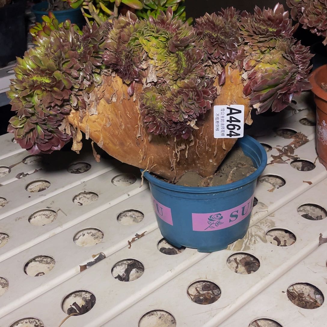 法师法师7–52包邮法师