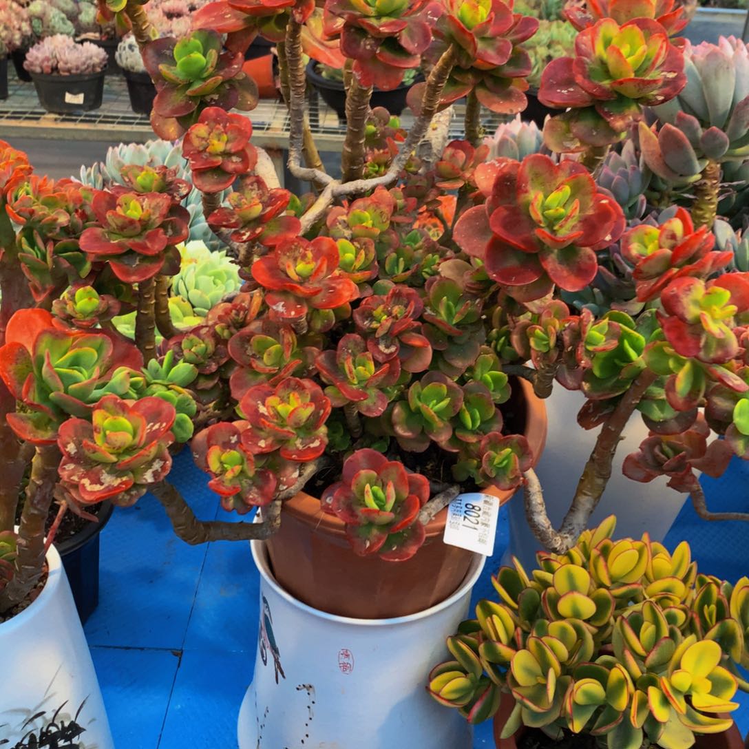 老*8021红梅多肉