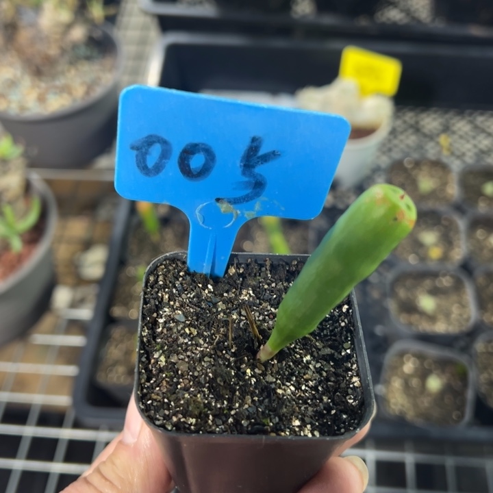 针管鸢尾多肉植物