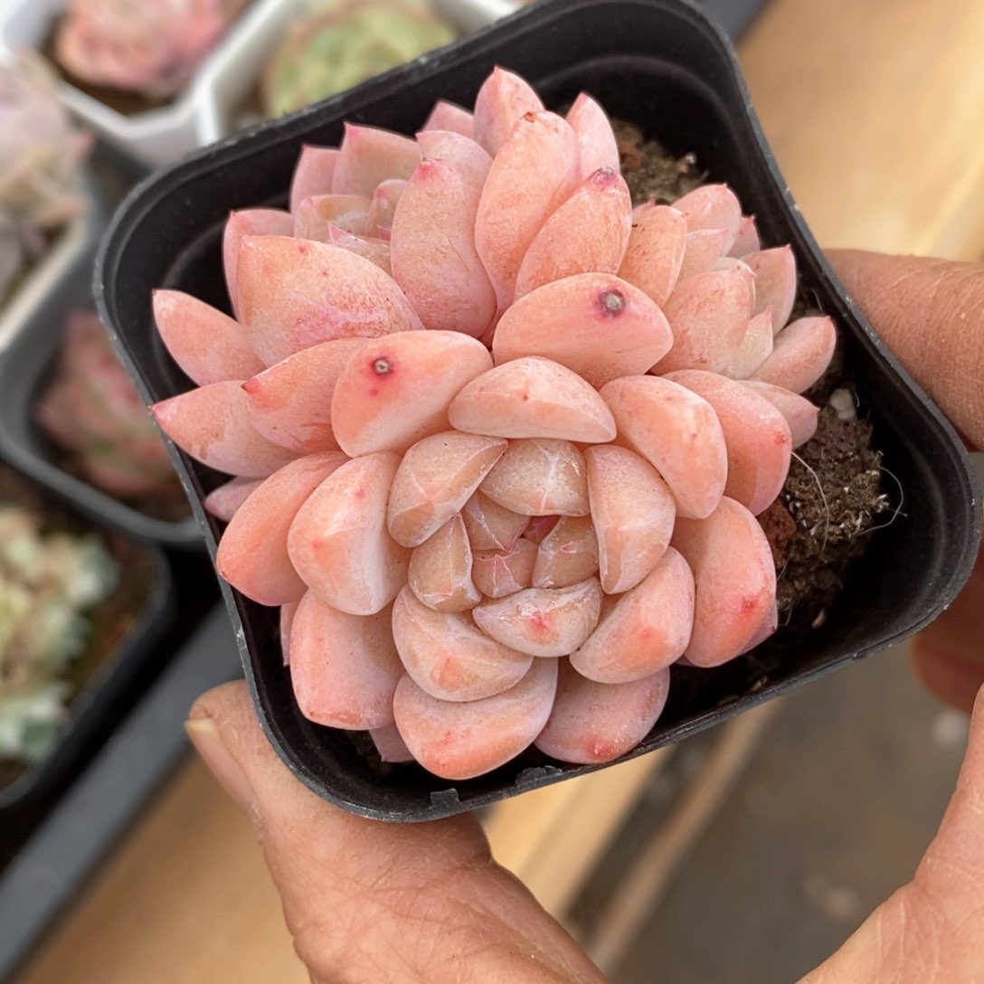 精品多肉一物一拍不包整116