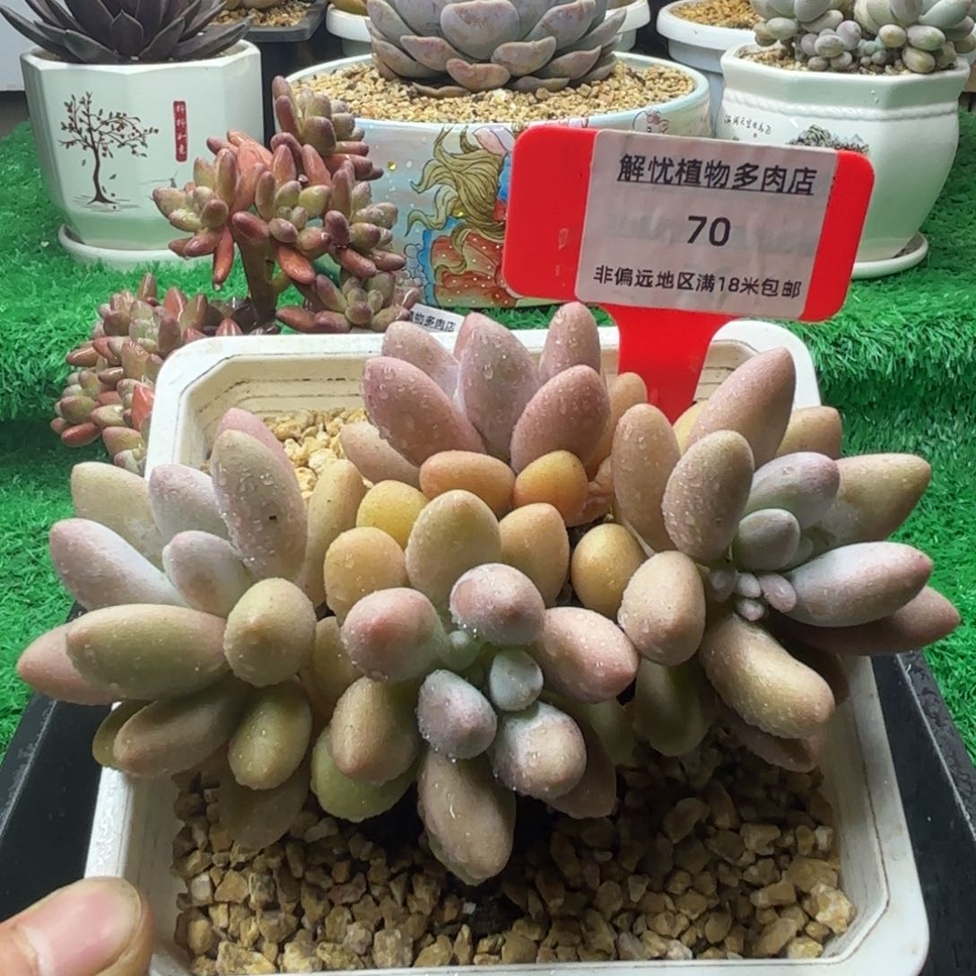 解忧多肉植物编号70