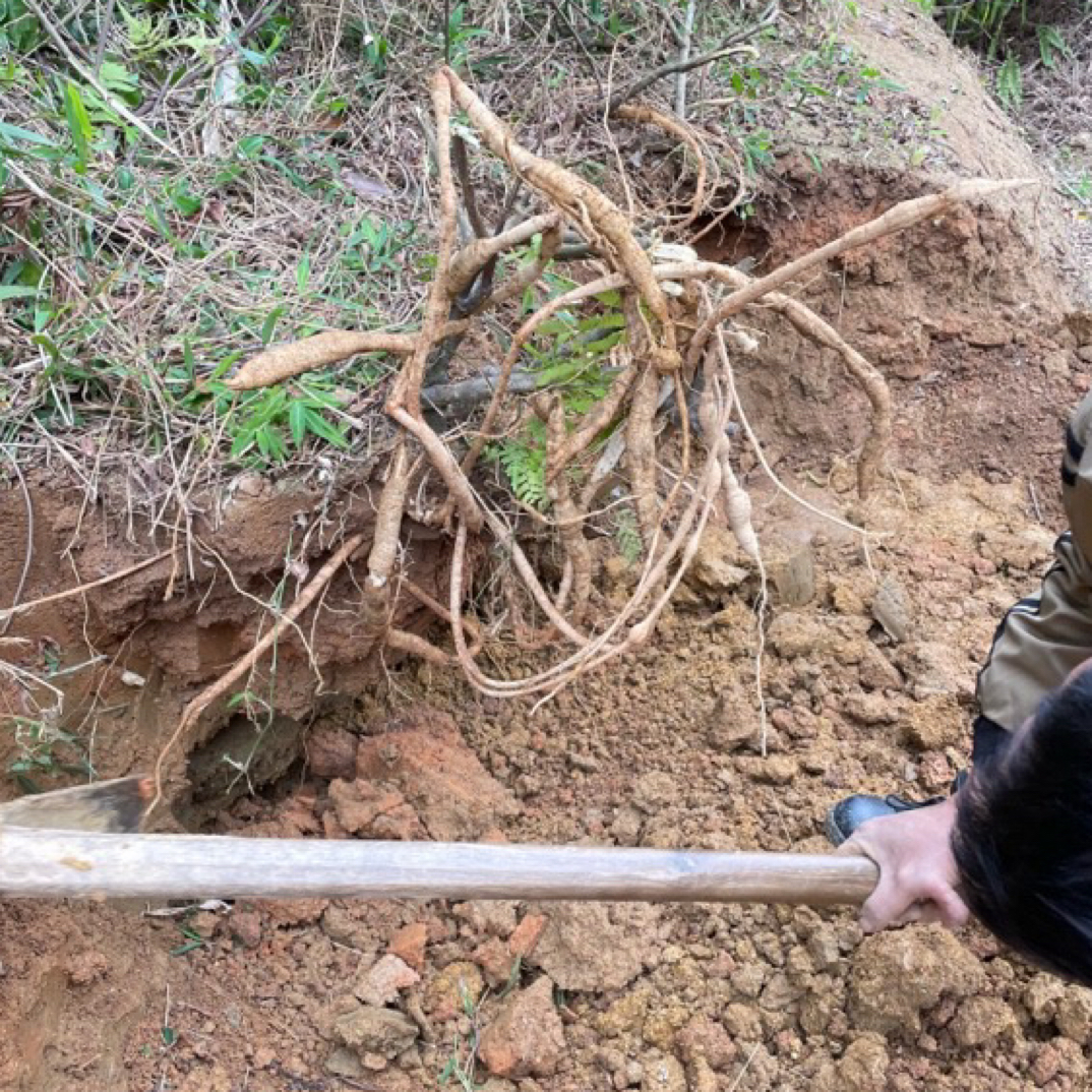 深山老林山货干品