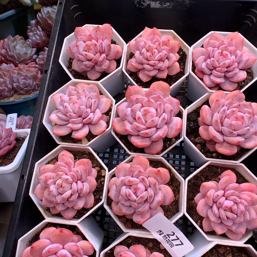 277星星橙量拍多肉植物