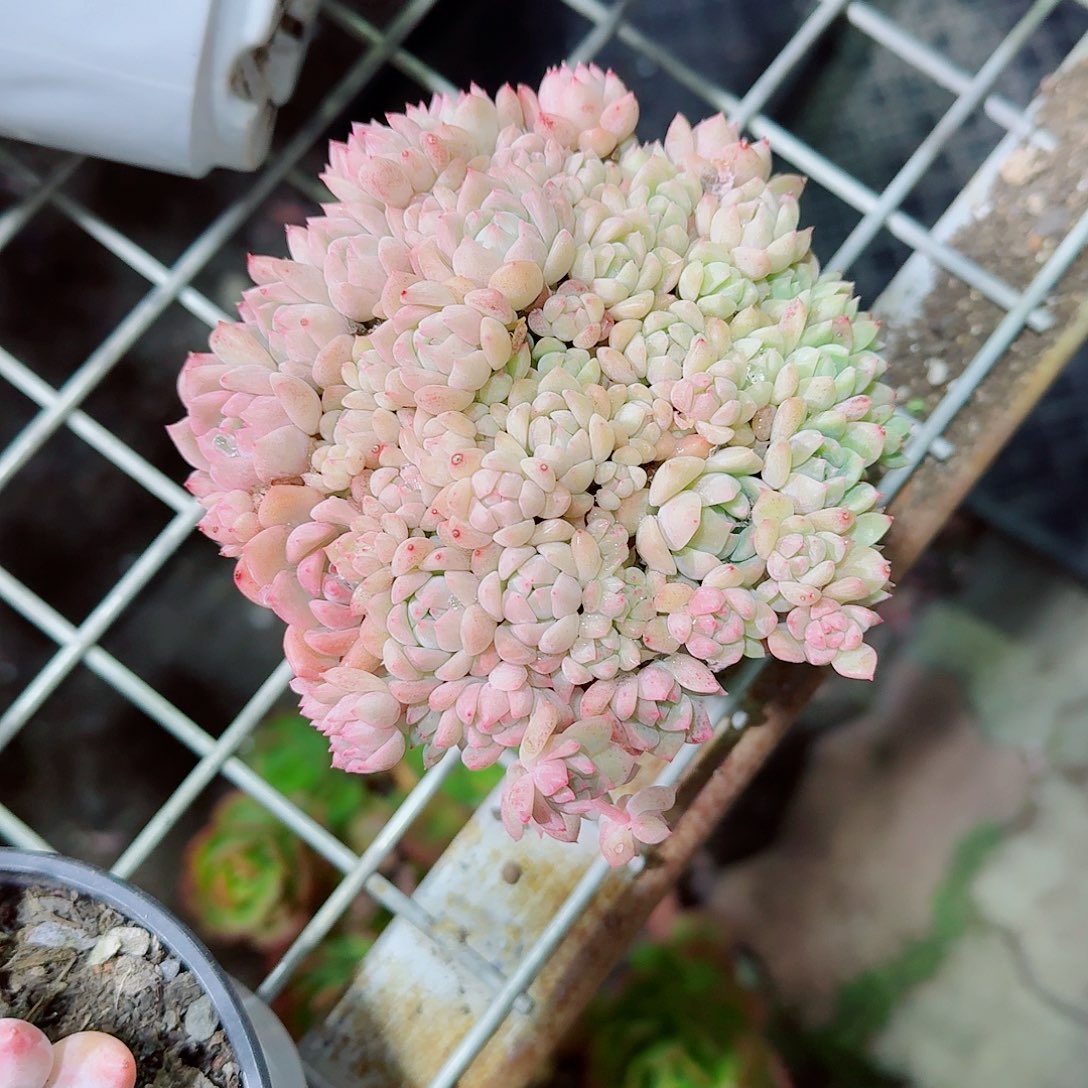 霜花多肉植物精品