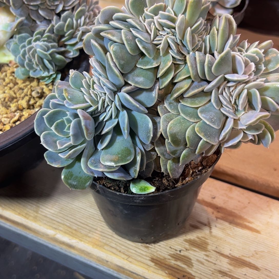 汉堡 新年快乐 新年快乐