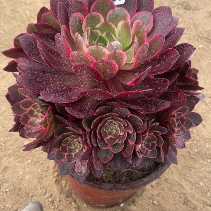 024多肉植物粉花妖