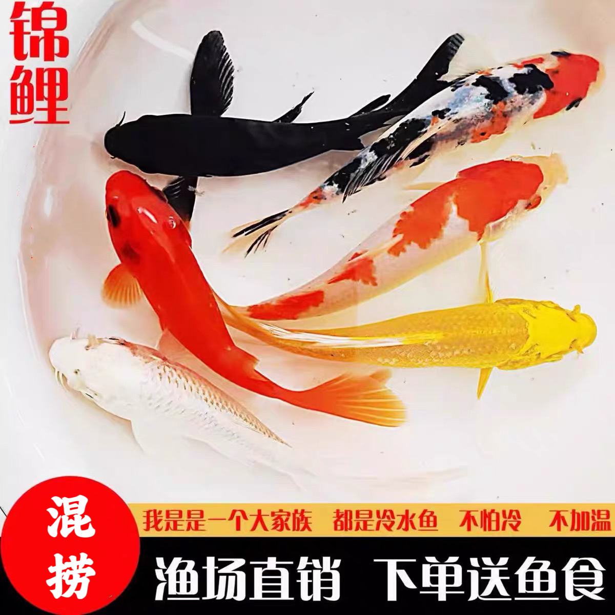 黄金锦鲤金鱼活体观赏鱼锦鲤草金鱼冷水鱼黑金锦鲤白金锦鲤小型鱼