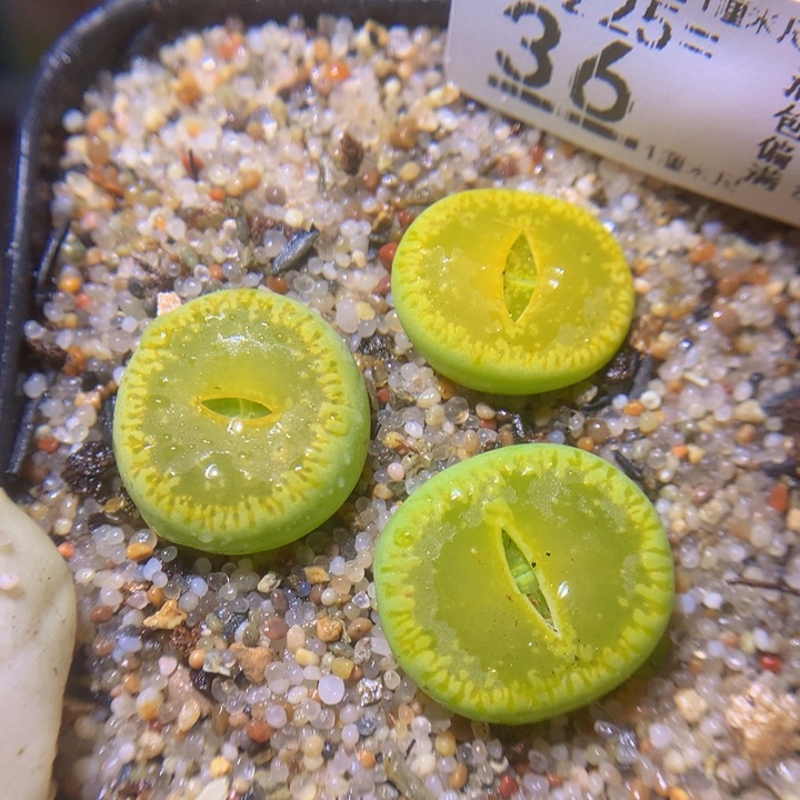 精品生石花225.36