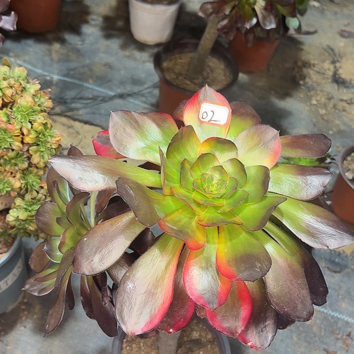 巫毒七彩大长腿02多肉