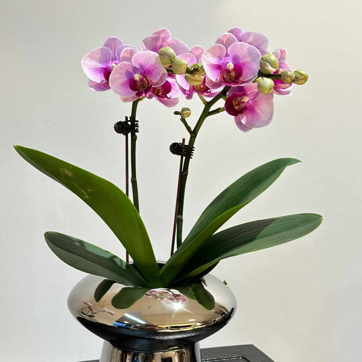 兰蝶汇「宝贝」蝴蝶兰花卉