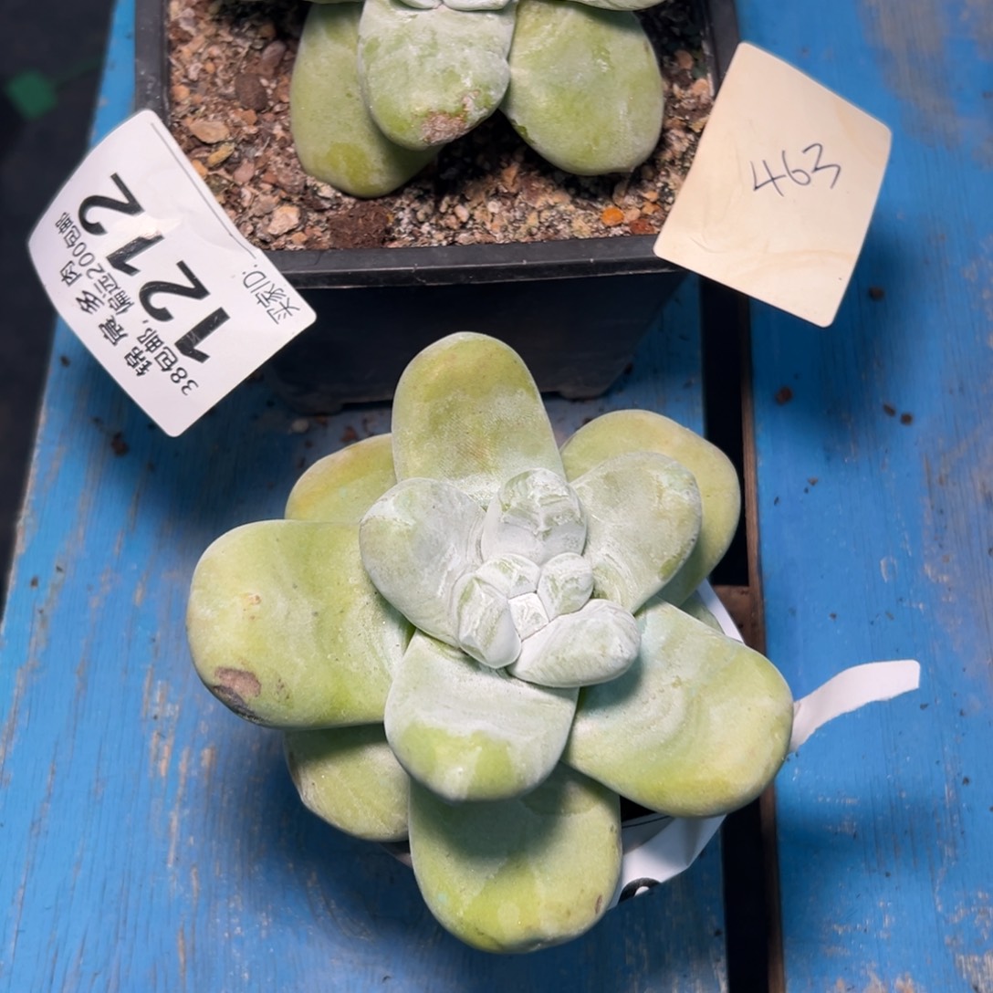 夕***］谢谢姐姐～一物一拍1299