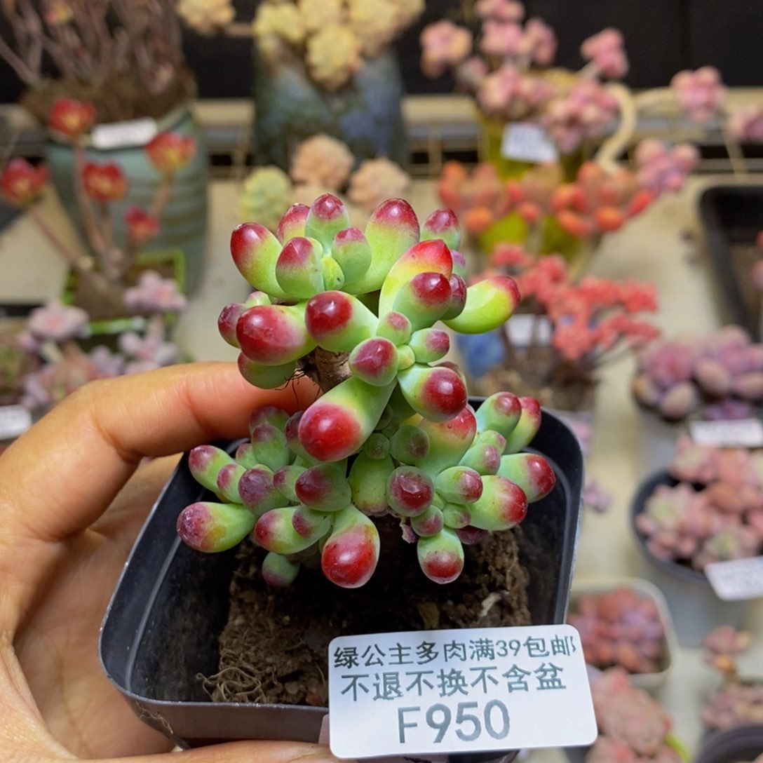 950乙女心多肉7c m