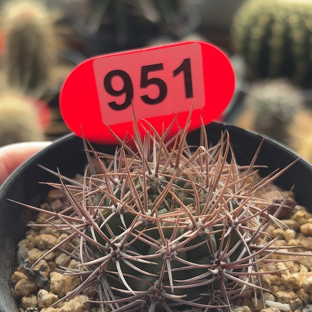 仙人球实生针冠龙