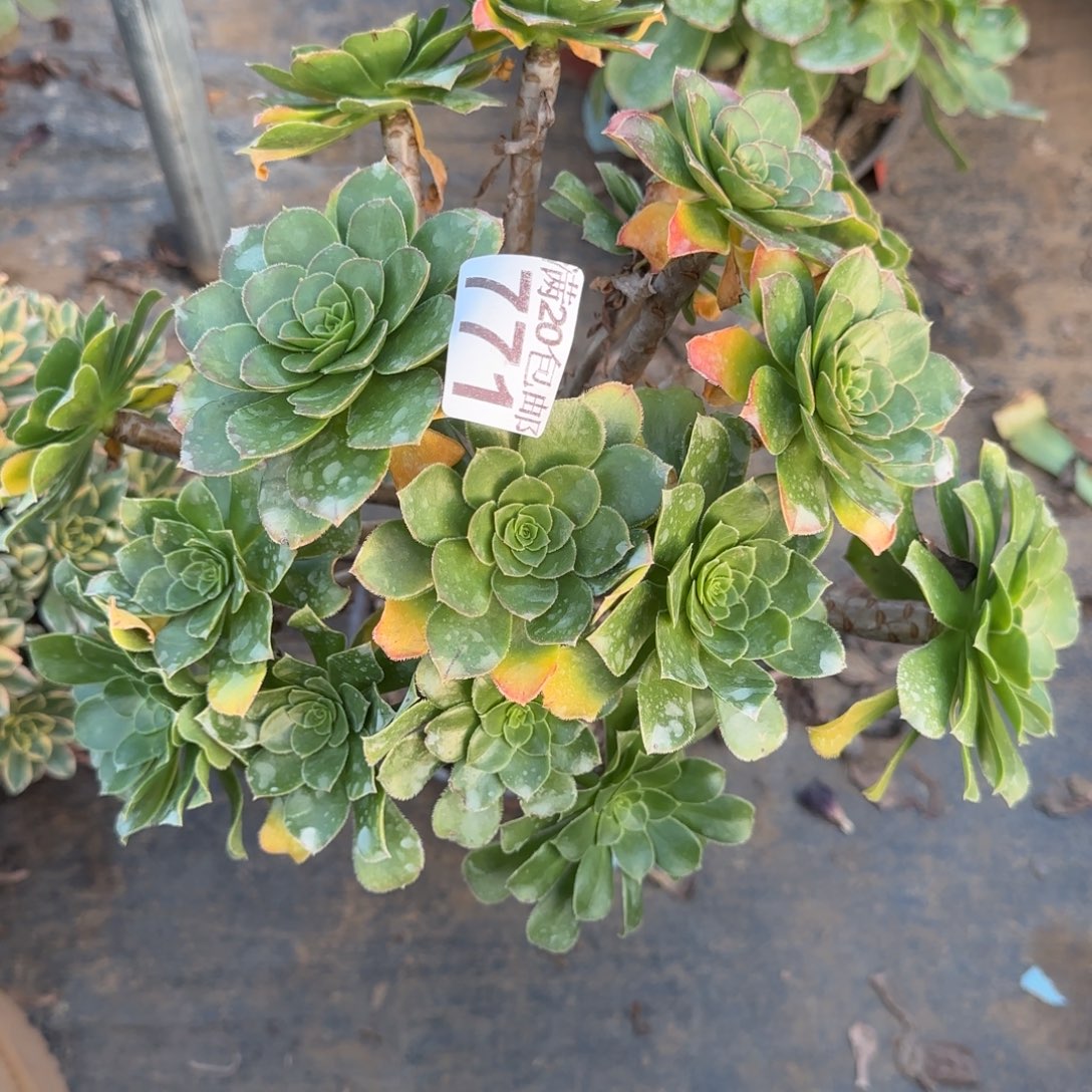 绿豆771满20包邮断枝不包