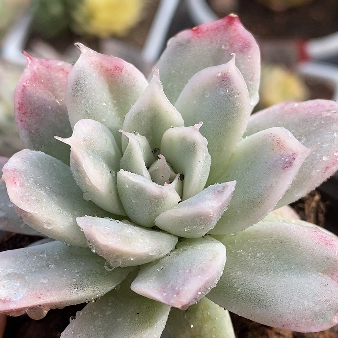 185哈哈哈哈哈哈哈哈