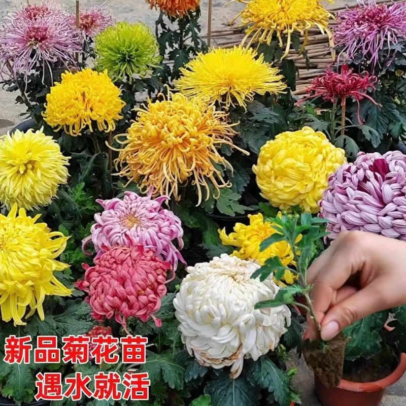 88品种菊花小苗多年生盆栽地栽庭院耐寒耐热