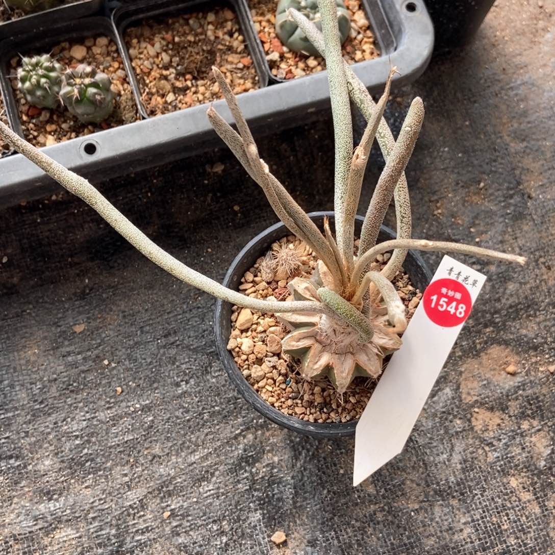 嫁接老美杜莎一颗仙人球