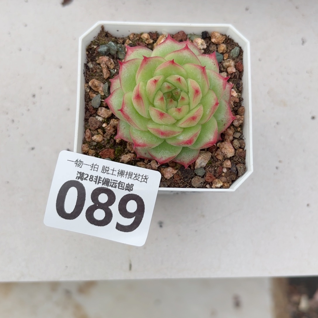 灵眸单头无盆土发货