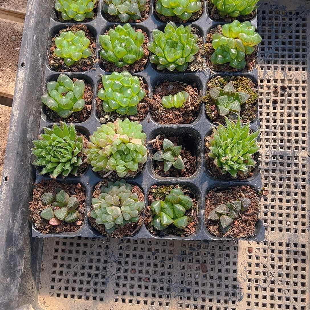 直播福利一物一拍17