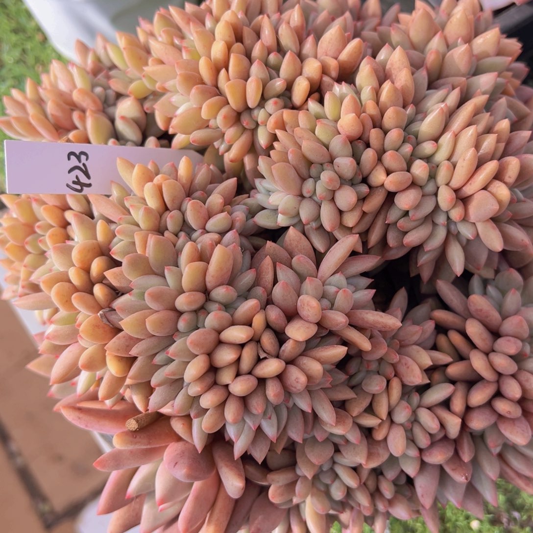 香玉的故事是一个人的故事吗笑