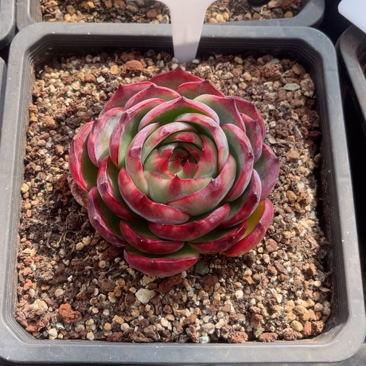 九***字惊鸿仙子多肉植物A402