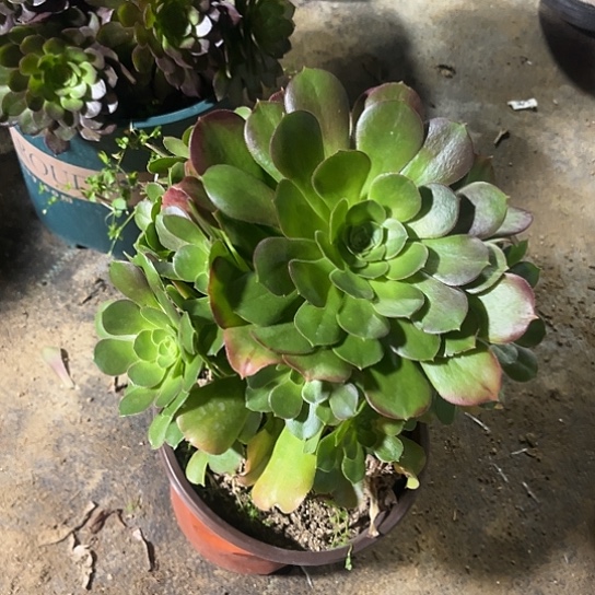 绍修法师精品多肉