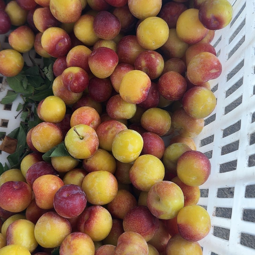 墨李子5斤叙利亚