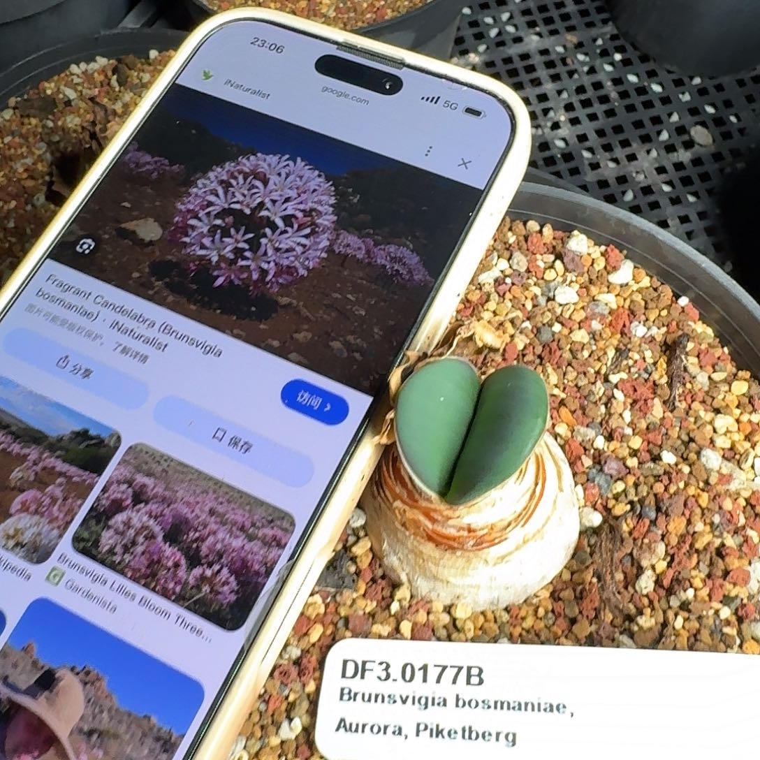 bb灯台百合带盆开花球